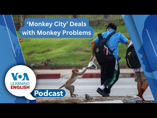 Monkey City, Sake making, Bluesky, Modals