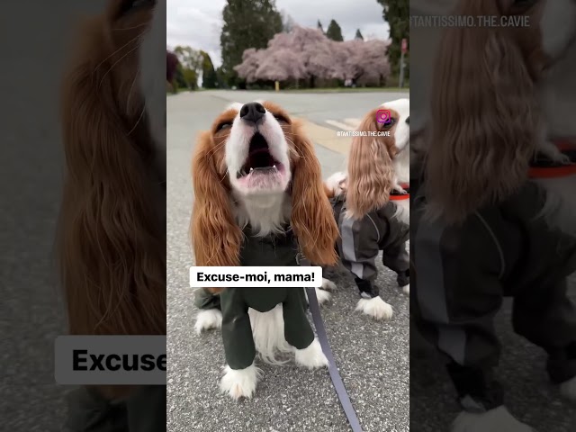 Cavalier King Charles spaniel singing