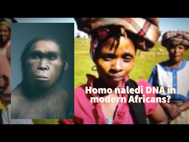 Homo naledi facial features in modern Africans