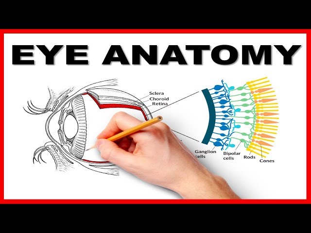 Eye Anatomy and Function - Made Easy