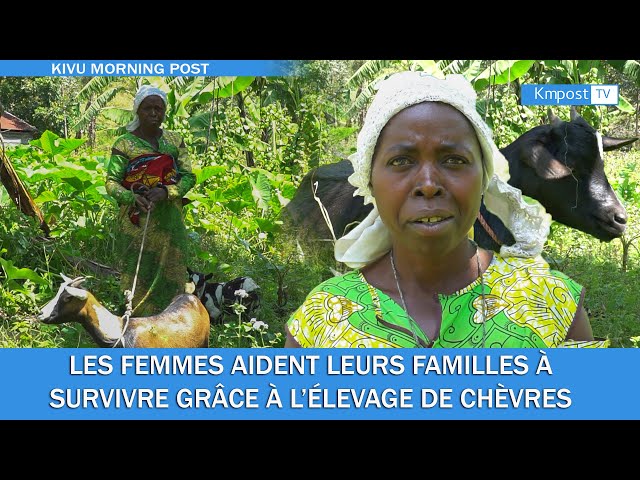 ÉLEVAGES DES CHÈVRES EN RDC: COMMENT CES FEMMES AIDENT LEURS FAMILLES PAR L'ELEVAGE DES CHEVRES