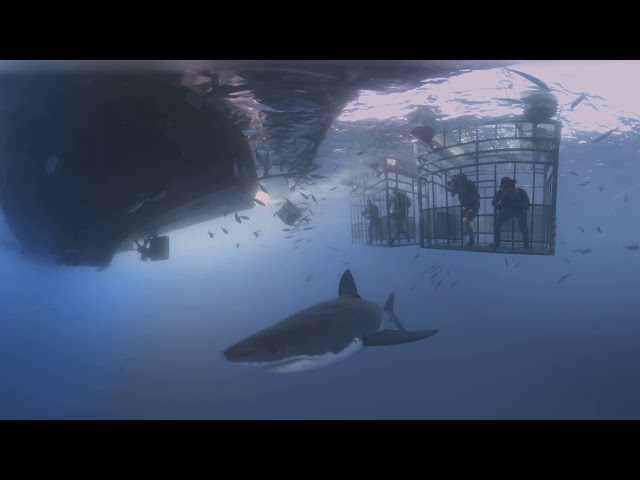 White Sharks - Solmar V