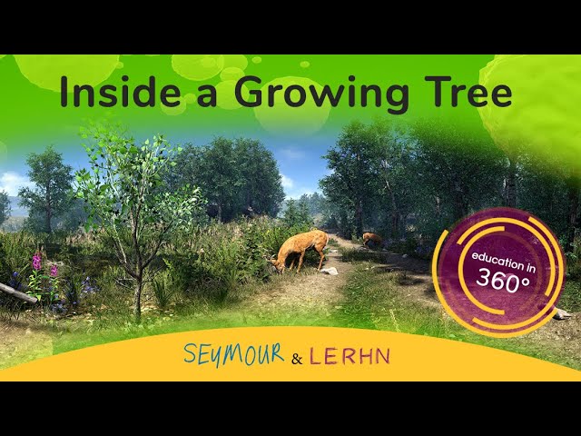 | 360 | VR | Growing Tree from a Sapling Animation - Go Inside the Tree!!