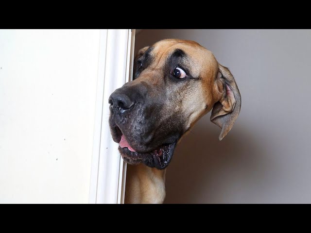 Funny Great Danes will make you LAUGH more than you imagine