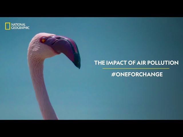 The Impact of Air Pollution | #OneForChange | National Geographic