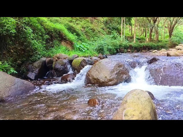 Peaceful Forest River Calming Mountain Stream Sound Beautiful Birds Chirping