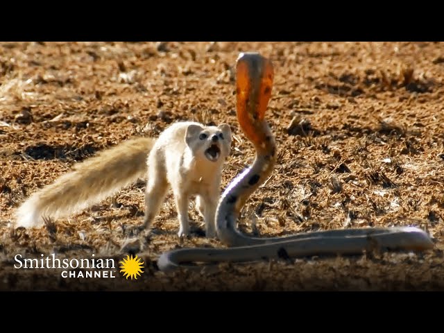 10 Craziest Animal Fights in the Animal Kingdom 🐍 Lions, Hippos, Cobras! | Smithsonian Channel