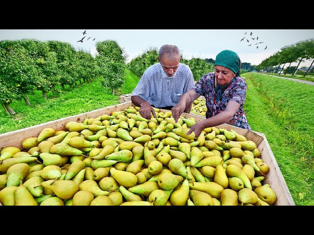 UNBELIEVABLE FRESH FRUIT - Sweet Grandma Preserving WHOLE PEAR for Winter