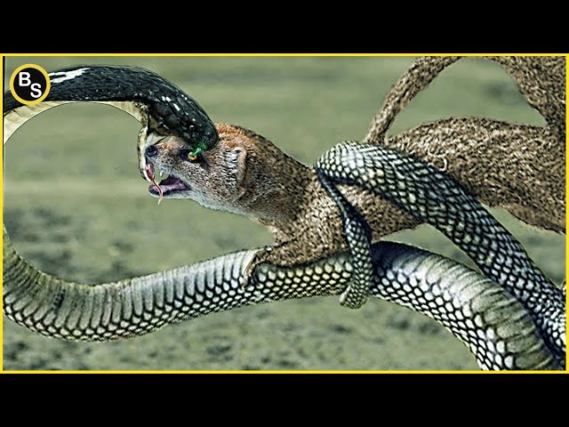 Snake's Biggest Enemies That Can Easily Kill King Cobra and Black Mamba