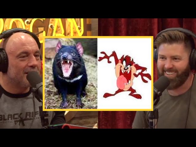 Joe Rogan: Tasmanian Devils are TERRIFYING and ADORABLE