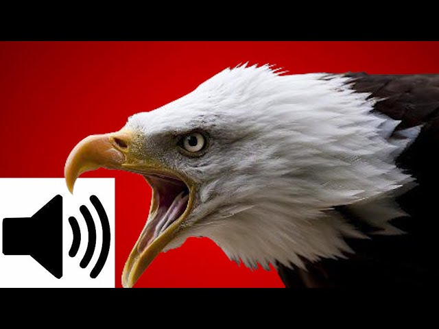 EPIC EAGLE SOUND