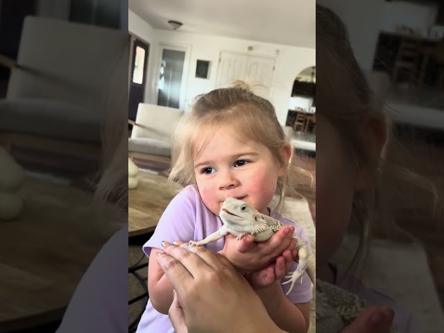 Bearded Dragon Smiles When Person Asks Their Niece to Smile - 1538284