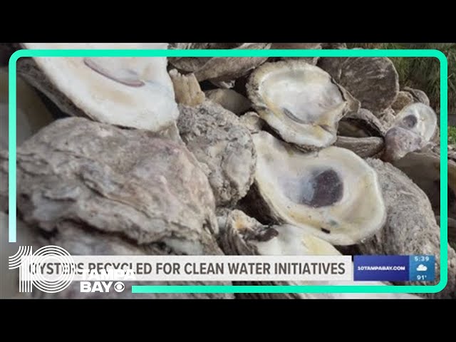 Oysters recycled for clean water initiatives in Madeira Beach