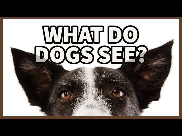 The Unknown Truth About Dog Vision