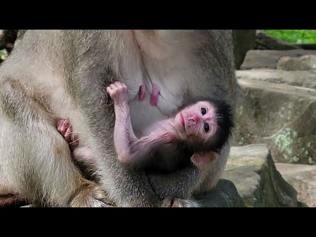 Newborn Baby Monkey Just One Day Old! - Cool Milk From Mom Gladis 🐒💖🌿