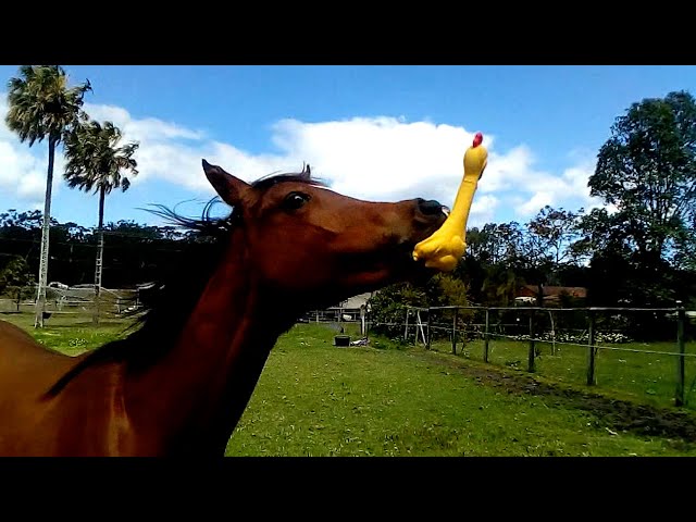 Funniest Horses 🤣 | BEST Compilation of 2023