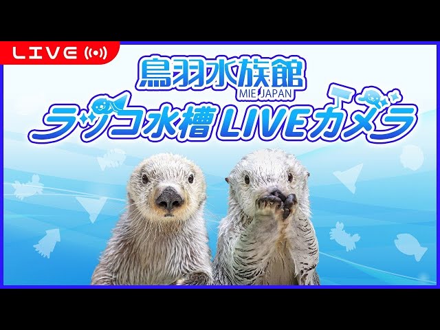 鳥羽水族館ラッコ水槽ライブカメラ  TOBA AQUARIUM SEA OTTER LIVE CAMERA