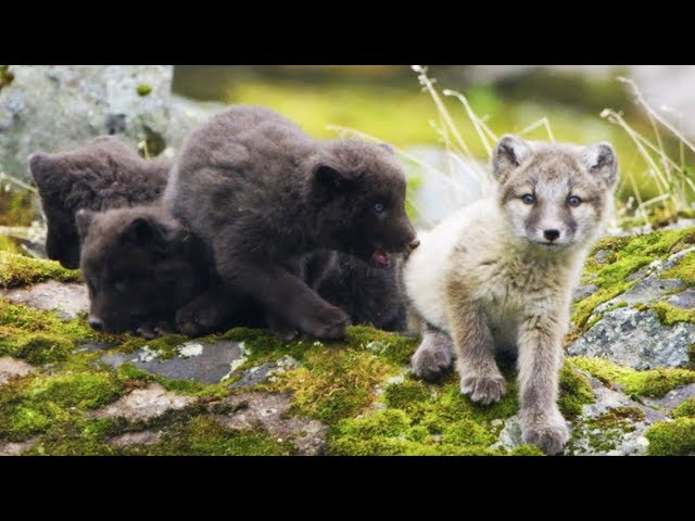 Arctic Fox Cubs Emerge from the Den | First Year on Earth | BBC Earth