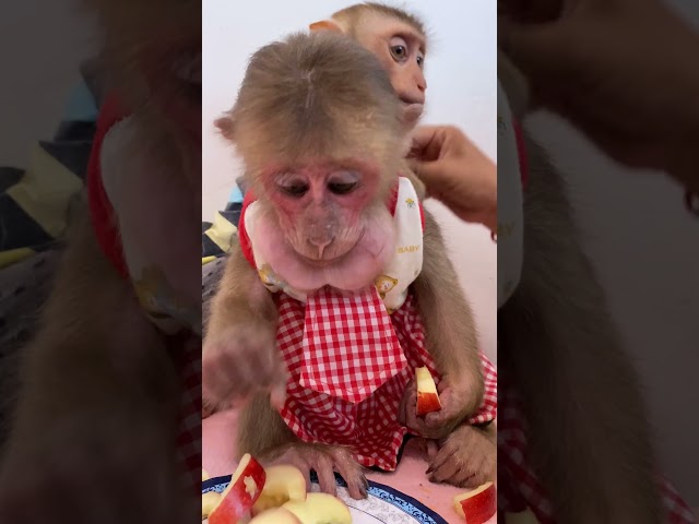 BABY MONKEY SO CUTE #primatelove #babyanimal #primiatemonkey #babymonkey #cute #primate #babyprimate