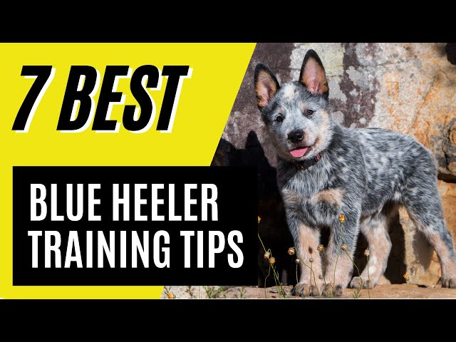 7 Blue Heeler Puppy Training Tips - Australian Cattle Dog Training