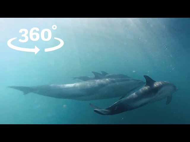 Dolphin Dive VR / 360 Wild Dolphin Experience Wales