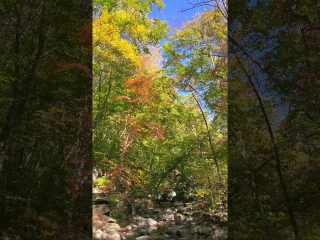 A gentle flowing stream amidst vibrant fall foliage in Eastern Pennsylvania. #nature #pennsylvania