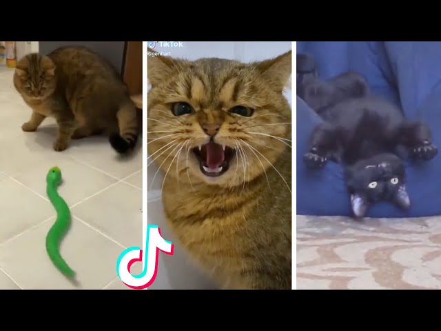 Funny & Cute Cats Compilation (TikTok) #shorts 😻