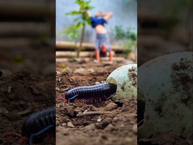 Atlet parkour yang penakut lihat kaki seri langsung lari 🤣 #shorts #millipede #funnyvideo