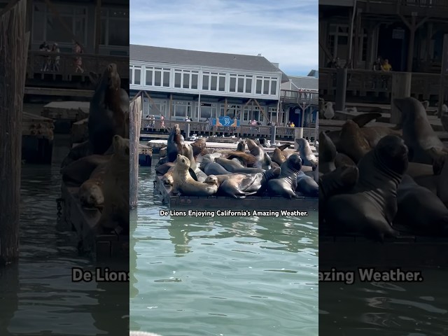 Adorable Sea Lions at Pier 39 in San Francisco, CA