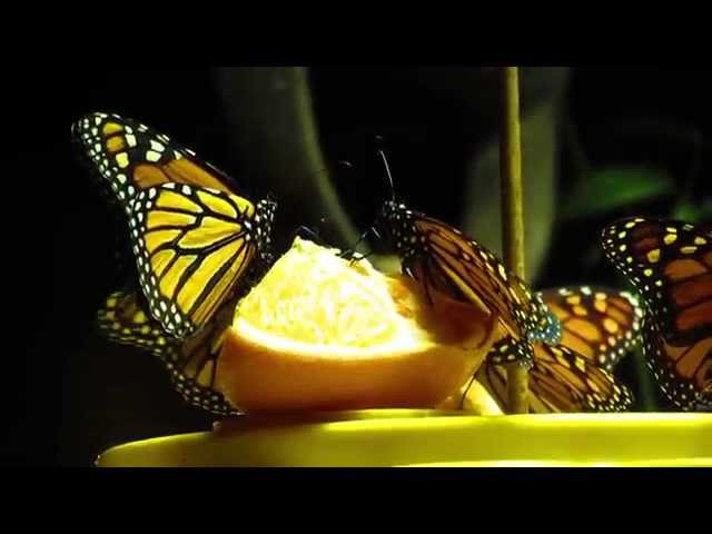 Beautiful Butterflies in Bellagio Conservatory and Botanical Gardens Las Vegas