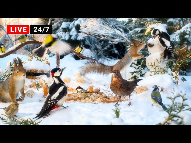 🔴24/7 LIVE Cat TV NO ADS😺 Squirrels and Birds Winter Extravaganza🐿️ FUnFUnFUn All Day Long