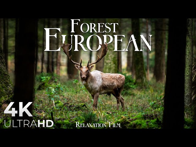 Forest 4K 🦌 European Nature Relaxation Film - Video Ultra HD