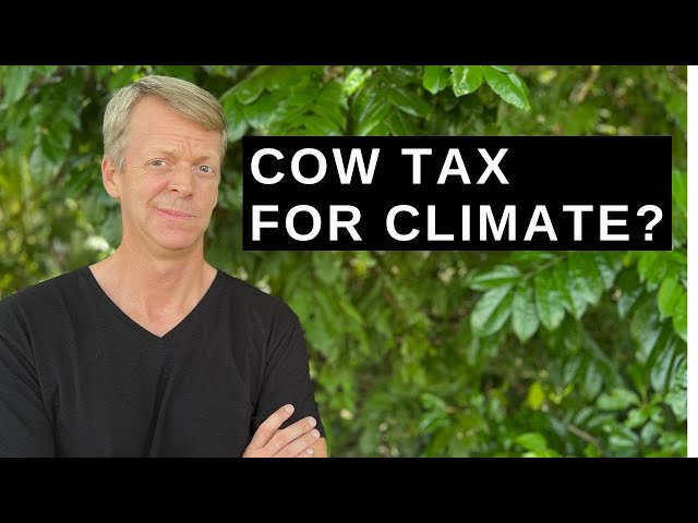 Denmark taxes cows for climate?