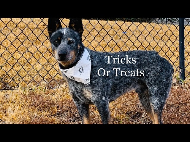 ACD Sarge & Tricks