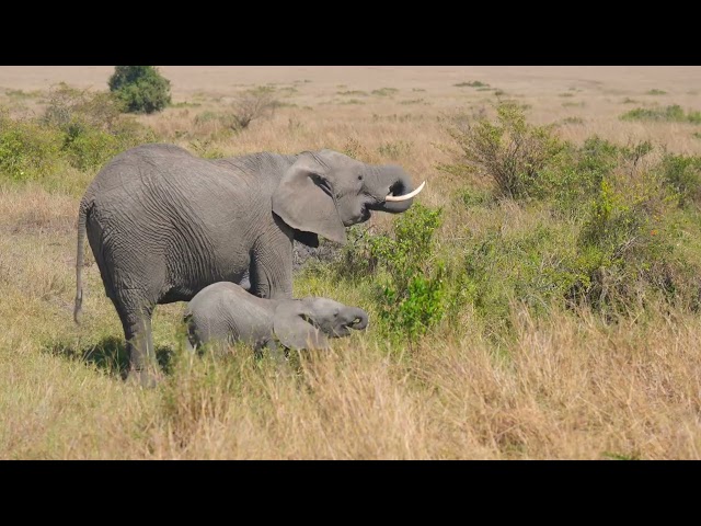 What did I see during one day in the Masai Mara (October 22, 2022)? You can see a lot in one day HDR