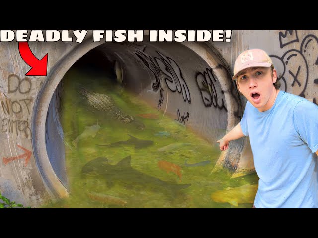 I Found a Hidden Tunnel FILLED with DEADLY FISH!