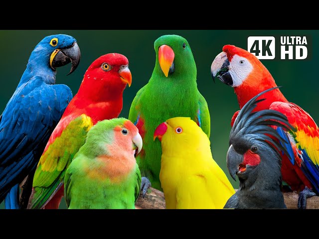 MOST BEAUTIFUL PARROTS ON EARTH | COLORFUL BIRDS | RELAXING SOUNDS | STUNNING NATURE | STRESS RELIEF