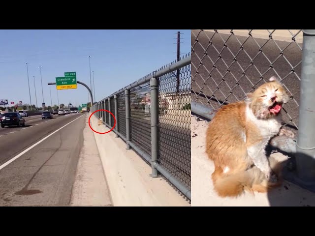 A brave man risked his life to save a terrified cat, crying desperately for help on the freeway!