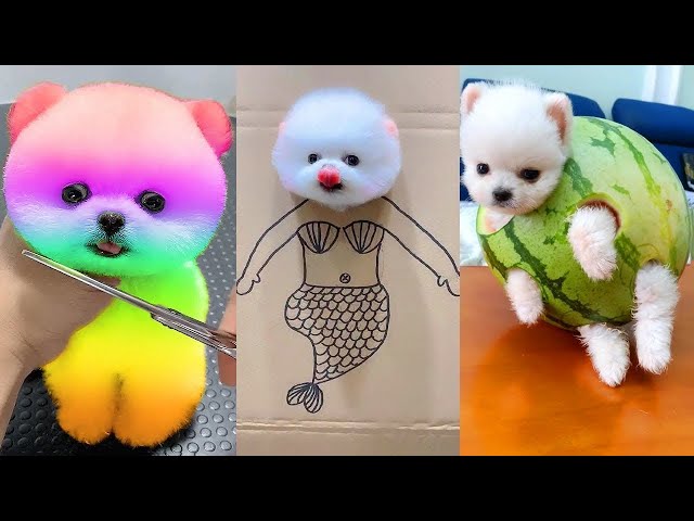 Cute Pomeranian Puppies Doing Funny Things #8 | Cute and Funny Dogs