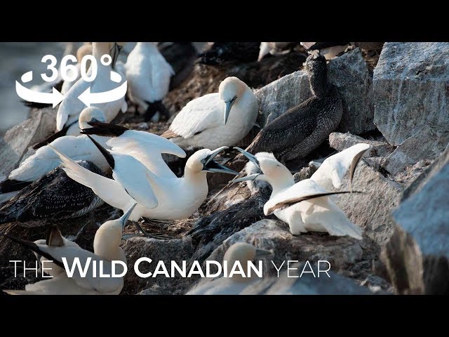 Thousands of Gannets Return to This Rock Ledge in Newfoundland (360 Video) | Wild Canadian Year