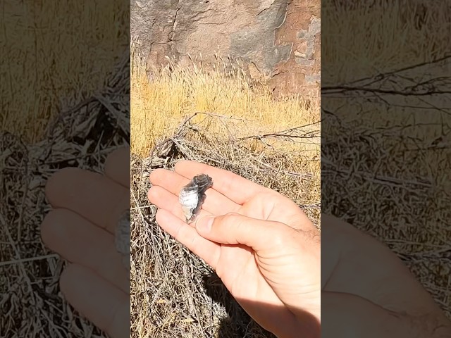 I Found An Arrowhead Buried For Centuries!