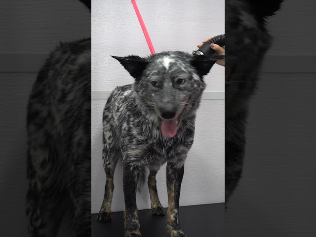 Bluey visits the salon | Blue Heeler