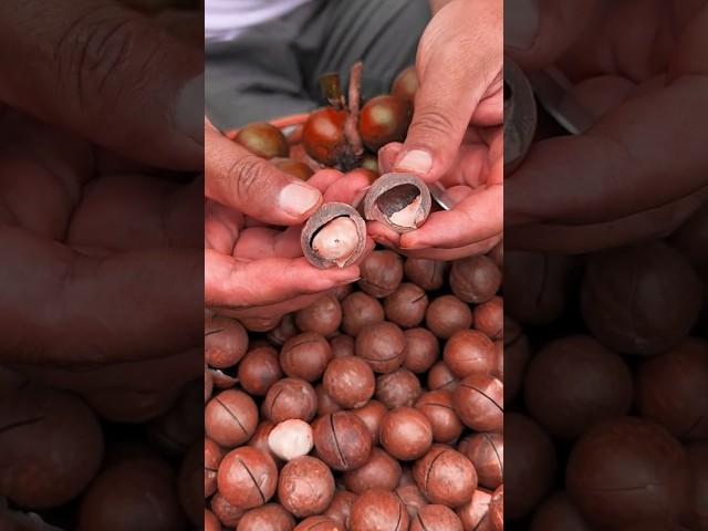 Freshly roasted macadamia nuts taste fresh and delicious #nature #natural #new