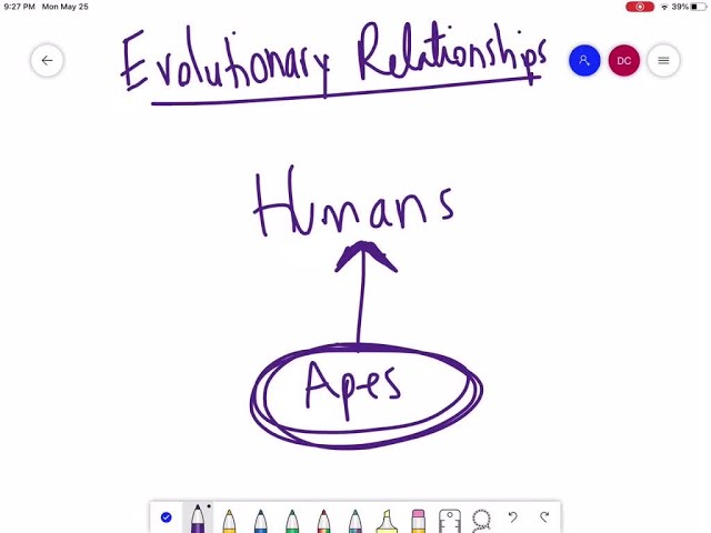 Which best describes the evolutionary relationship between humans and apes? a. Humans evolved from …