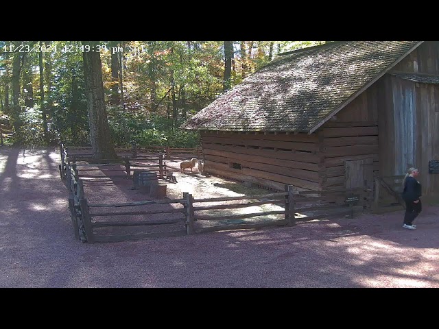 Atlanta History Center Live Goat Cam