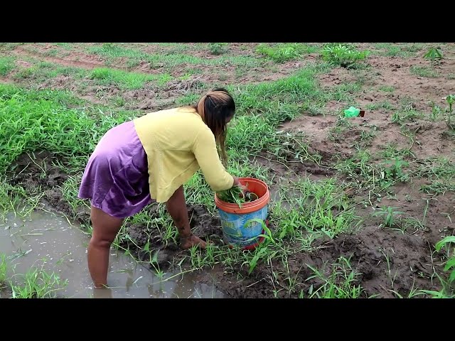 Peck ​Water convolvulus-Catch fish in the field