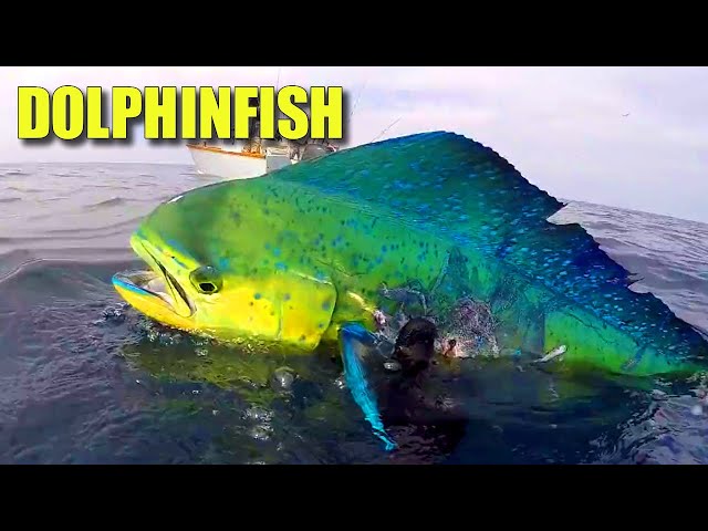 Mahi Mahi Facts: the DOLPHINFISH 🐬 Animal Fact Files