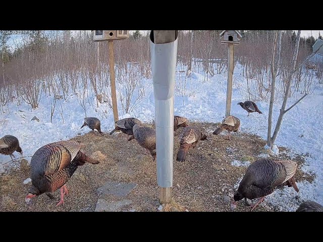 "Ryan's Bird Buffet" Ground View at Brownville's Food Pantry for Deer