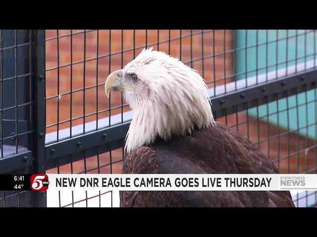 Eagle cam returns with new nest, eagles