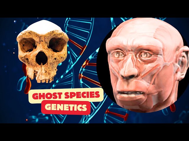 The Genetic Impact of Ghost Species on Modern Humans